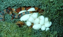 20 month old Okeetee laid 19 eggs
