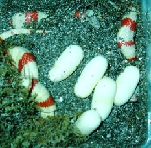 Ruthvens Kingsnake laying on 5/7/05