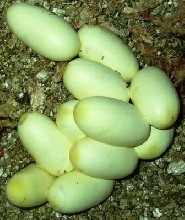 South Carolina Eastern King eggs