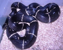 South Carolina Eastern King
