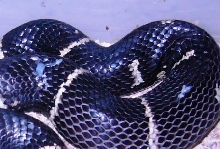 Close up of Eastern with Sperm Plug