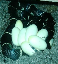South Carolina Eastern King laying eggs on May 8 2005
