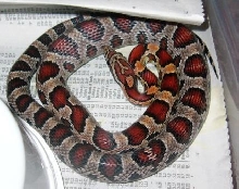 Sandhills Corn Snake