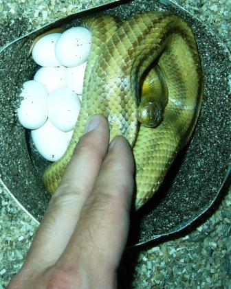 South Florida locale Yellow Rat Snake laying eggs 5/5/05