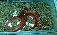Striped Corn laying 17 eggs