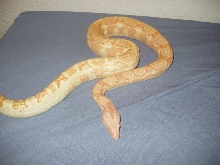 Coral Albino Female - 1 year