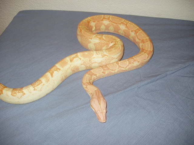 Coral Albino Female - 1 year