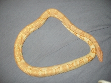 Coral Albino Female - 1 year