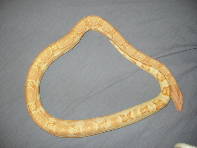 Coral Albino Female - 1 year