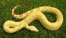 Albino Het Snow