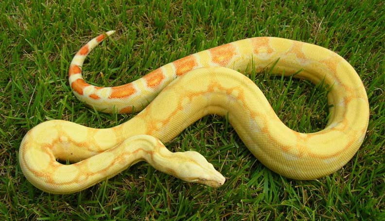 Albino Het Snow