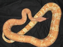 Coral Albino Female Poss Het Snow