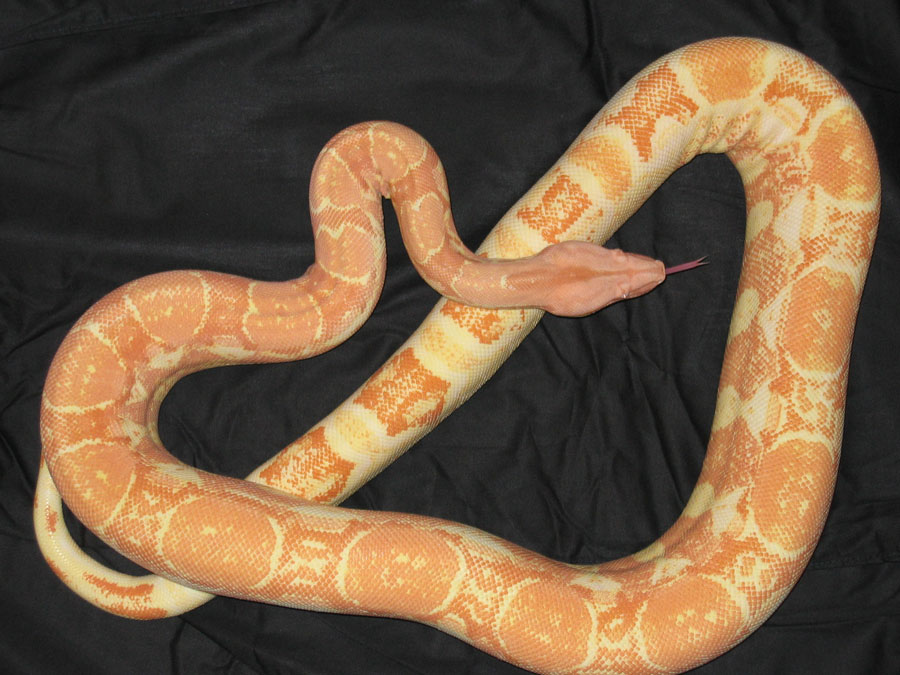 Coral Albino Female Poss Het Snow