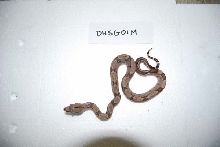 Stolen Male 01