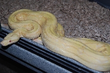 Arabesque Albino Male