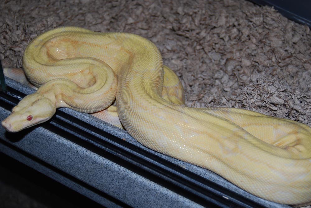 Arabesque Albino Male