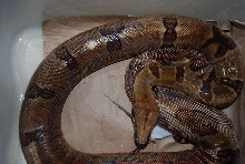White blotchy scales 1