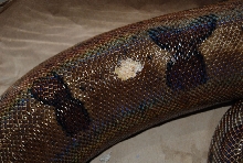 White blotchy scales 2