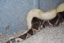 Albino Arabesque mating Female Ghost 02