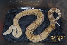 Female Ghost