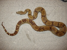 Male DH Ghost 33% poss Super