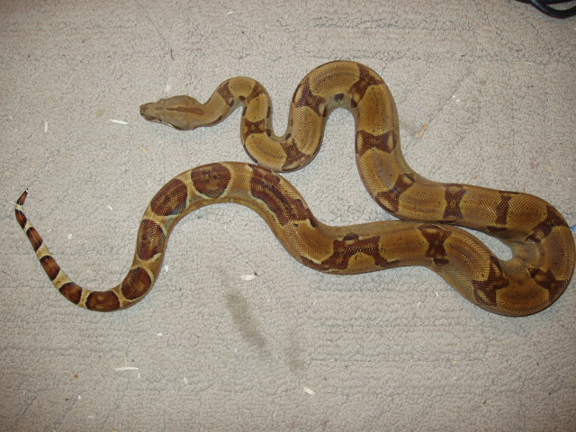 Male DH Ghost 33% poss Super
