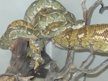 Mating Sanzinia