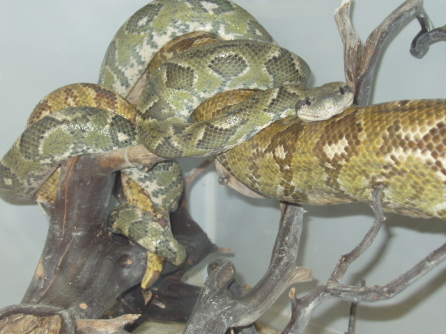 Mating Sanzinia