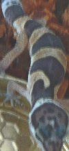 what morph r these???