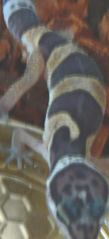 what morph r these???