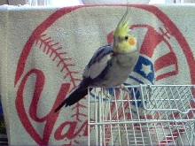 My new Tiel - Bullit