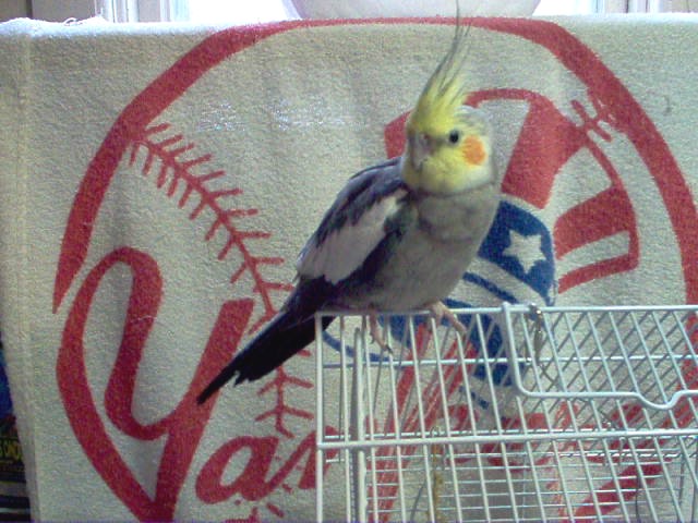 My new Tiel - Bullit