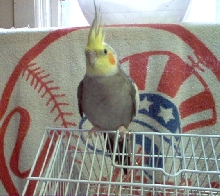 My new Tiel - Bullit