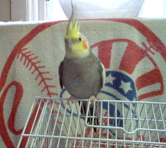 My new Tiel - Bullit