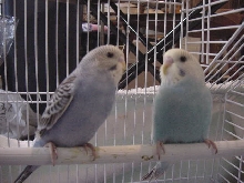 My New Budgies