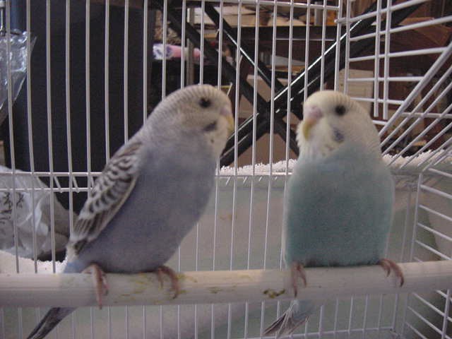 My New Budgies