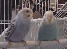 My New Budgies