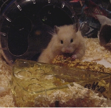 Newest Pic of Nacho