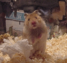 Nibbles
