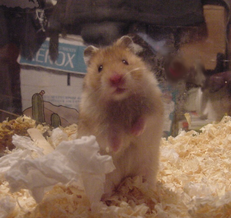 Nibbles