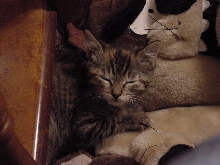 Sleepy Kitten