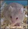 Russian Dwarf Baby