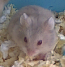 Russian Dwarf Baby