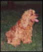 Benji