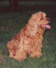 Benji