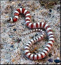 2004 multistriata