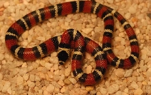 Santa Rosa stuarti
