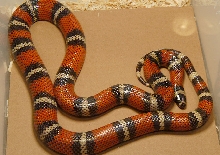sub-adult stuarti
