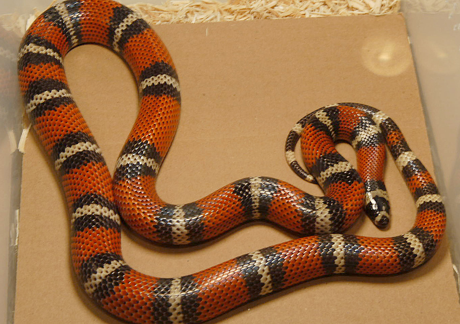 sub-adult stuarti