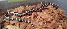 aberrant zip sib